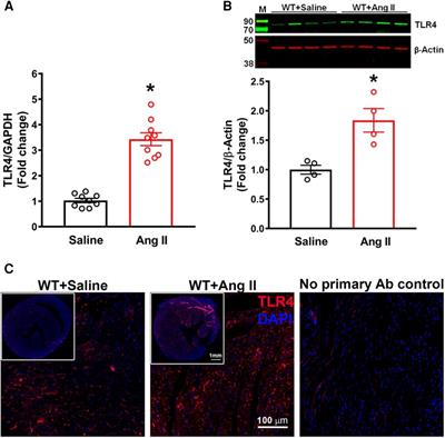 Cardiomyocyte-specific deletion of TLR4 attenuates angiotensin II-induced hypertension and cardiac remodeling